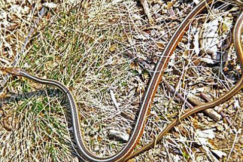 Last Thursday afternoon during a walk through the state’s part of Hither Woods in Montauk, there was a large ribbon snake half-coiled on one of the trails.