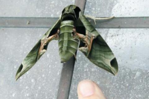 A green oleander hawk-moth paid a visit last week to the East Hampton Library.