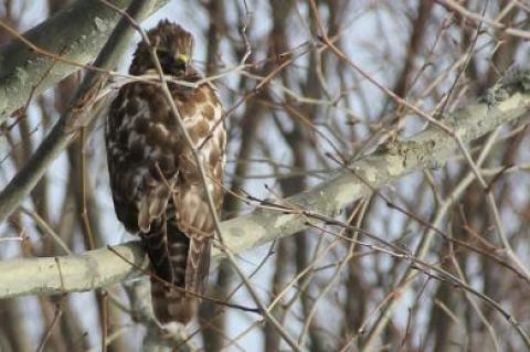 A red-shouldered hawk, among Long Island’s rarest raptors, was spotted in Montauk this week.