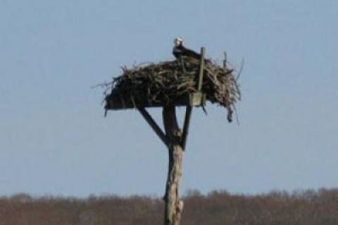 It takes a lot of sitting, and a lot of fish, to successfully raise osprey chicks, but an experienced pair of osprey can carry it off.