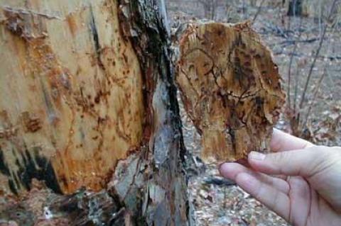 Signs of pine beetle damage in a New Jersey pine tree in 2014