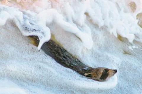 A body-surfing raccoon was rescued from the ocean near Atlantic Avenue in Amagansett last Thursday.