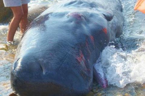 A juvenile sperm whale stranded on the beach near Ditch Plain, Montauk, early Saturday.