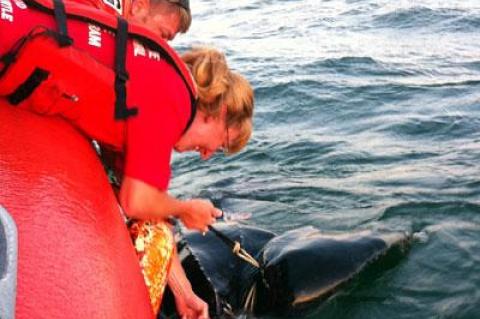 Twisted in rope and moving with difficulty, a leatherback turtle, estimated at 600 pounds, was released by workers from the Riverhead Foundation for Marine Research on Thursday.