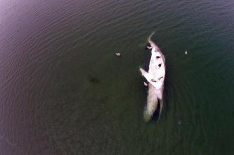 A drone photograph captured the sight of the dead whale grounded in Gardiner's Bay on Monday afternoon.