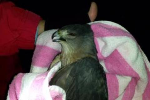 A Cooper's hawk died while it was stuck in a tree during a rescue mission Monday night that involved wildlife rescue volunteers, police, and firefighters.