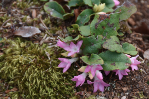 One of many signs of spring, the trailing arbutus were blooming up a storm at Oakland Cemetery in Sag Harbor.