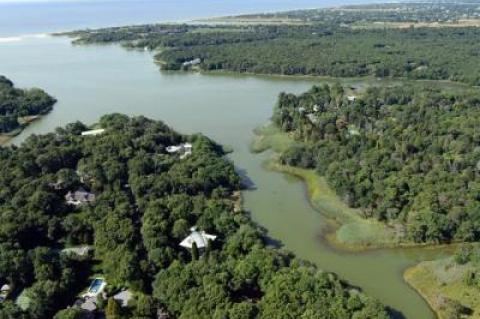 Late last week, levels of blue-green algae in Georgica Pond exceeded 100 micrograms per liter, according to Christopher Gobler of Stony Brook University, who has led a water-monitoring program of trustee-managed waters in conjunction with the trustees for the last three years.