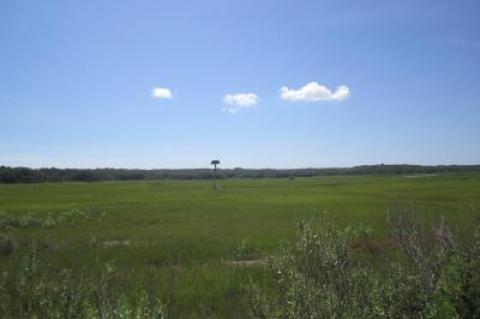 The salt marsh on the south side of Scallop Pond