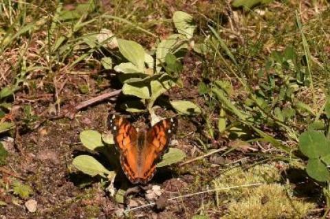 A painted lady butterfly visited pussytoes at Oakland Cemetery in Sag Harbor.