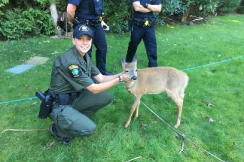 Environmental Conservation Officer Katie Jakaub with a young deer that was reportedly found in a Springs yard with a collar on its neck.