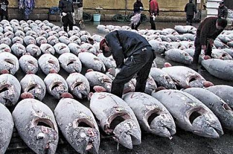 Frozen bluefin tuna at the Tsukiji fish market in Tokyo