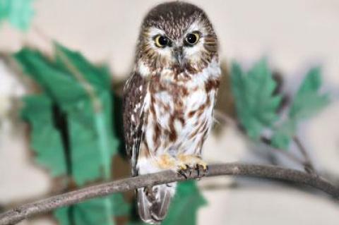 A northern saw-whet owl