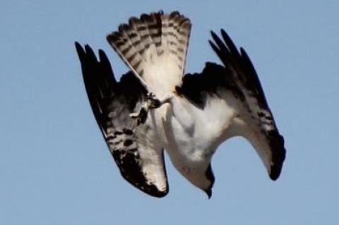 An osprey mid-dive over Scott Cameron Beach in Bridgehampton