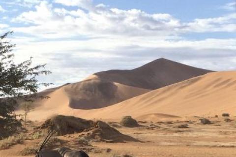 The oryx doesn't have much to fear in the way of predators in Namibia.