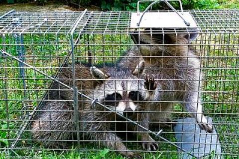 Our correspondent writes that a twofer like this one will get him a raccoon wrangler discount. So far, he has shelled out more than $275, plus gratuities.