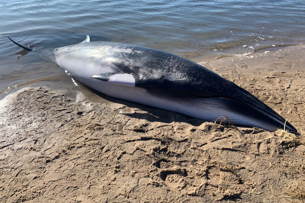 Minke Whale Dies In East Hampton's Northwest Creek | The East Hampton Star