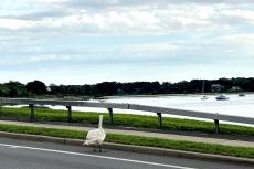 devon yacht club amagansett ny