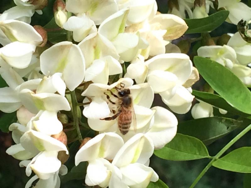 Early Spring Was a Bounty for Bees on East End | The East Hampton Star